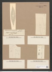 Pleurosigma naviculaceum Breb. (de-Toni-Nr.: Genus 13, Species 1003) Zeichnungen Sammlung Grunow Nr. 2034 (NHMW-BOT-W0368887)